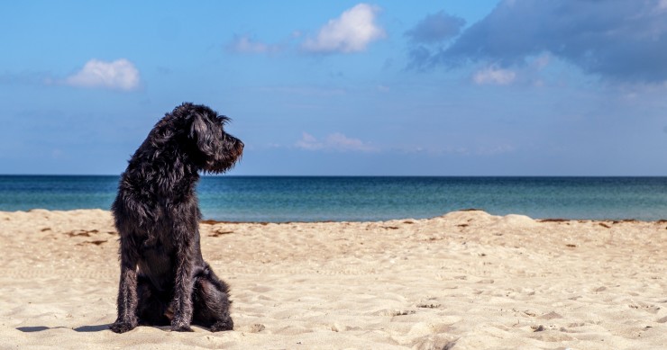 Spiagge per cani