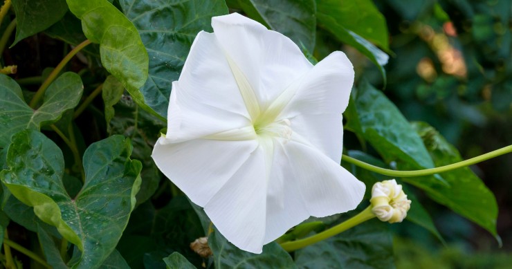 fiori notturni