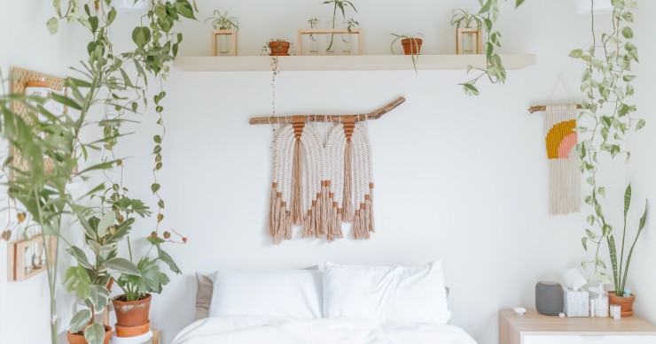 piante dormire