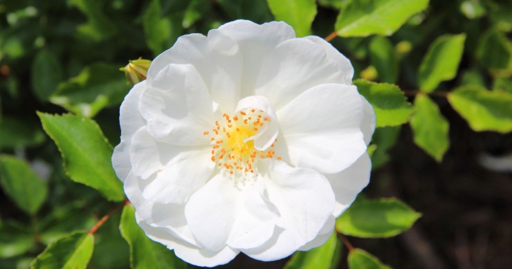 rosa iceberg