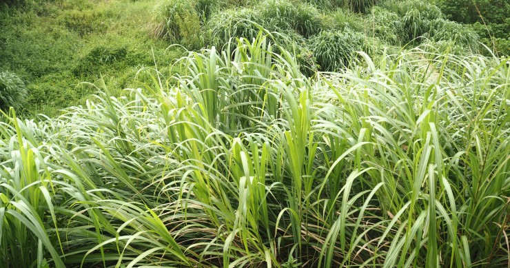 citronella zanzare