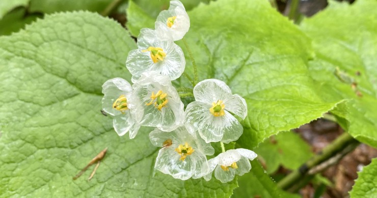 fiore scheletro