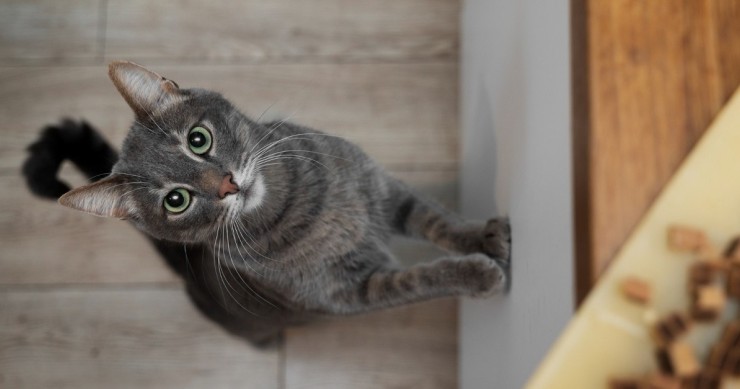 Gatto grigio in cucina