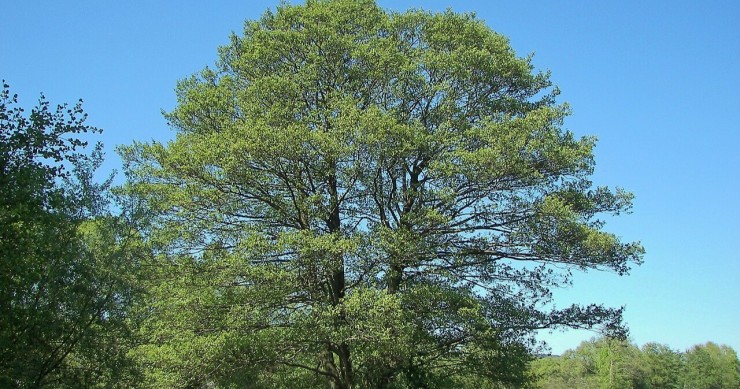 ontano