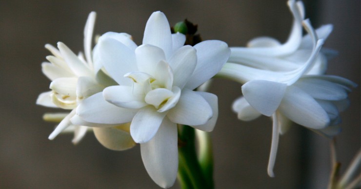 coltivare la tuberosa