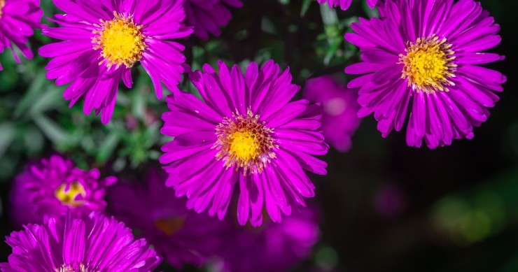 fiori da piantare a settembre