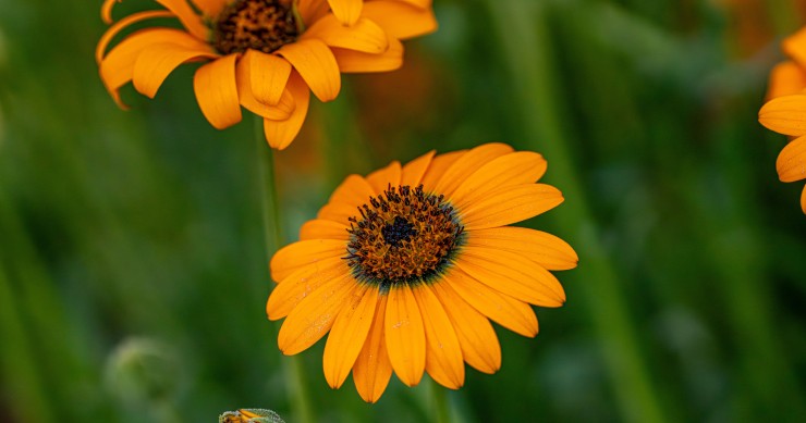 margherita africana