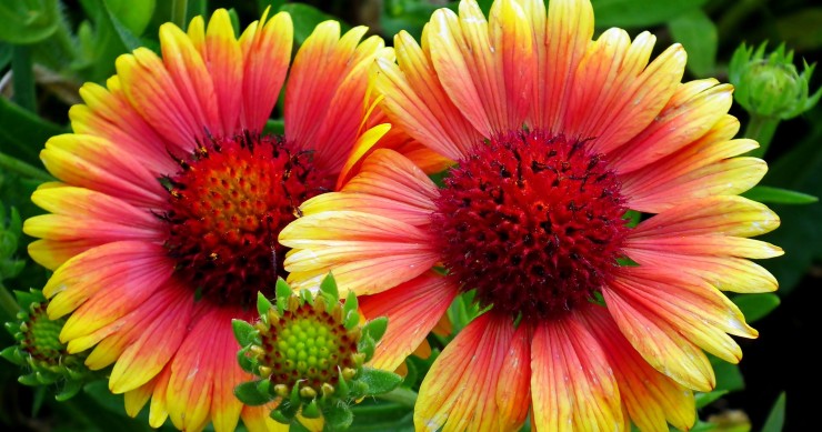 gaillardia