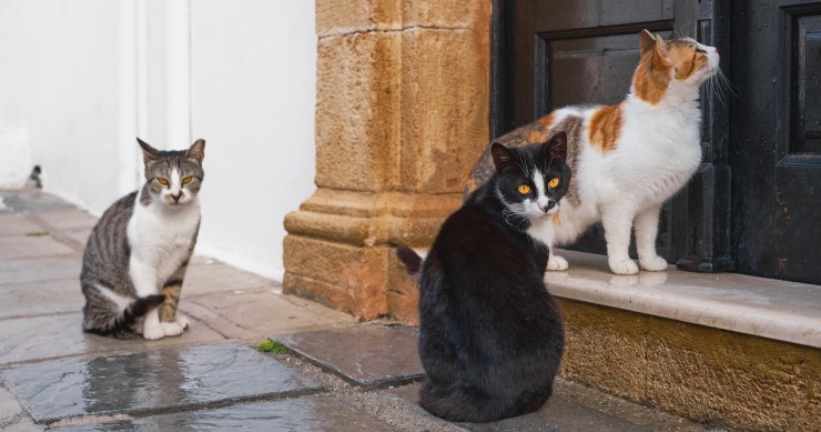 dov'è il borgo dei gatti