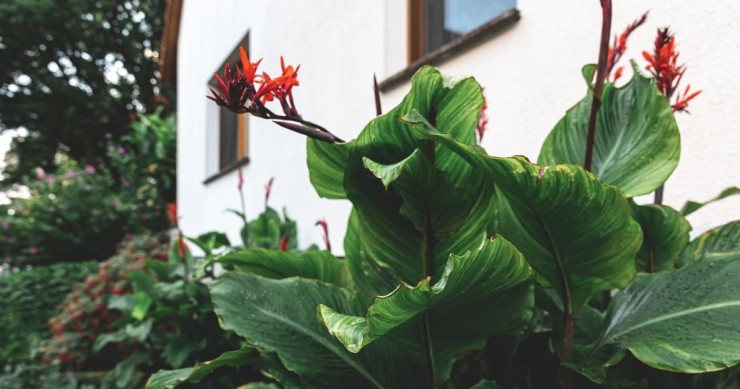 Un giardino ricco di vegetazione, che attira i pappataci