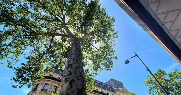 albero in contesto cittadino 