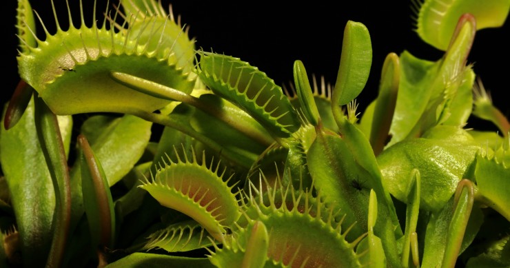 piante carnivore pericolose per l'uomo