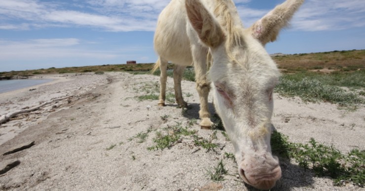 Asinara Island: Sardinia’s car-free former prison 