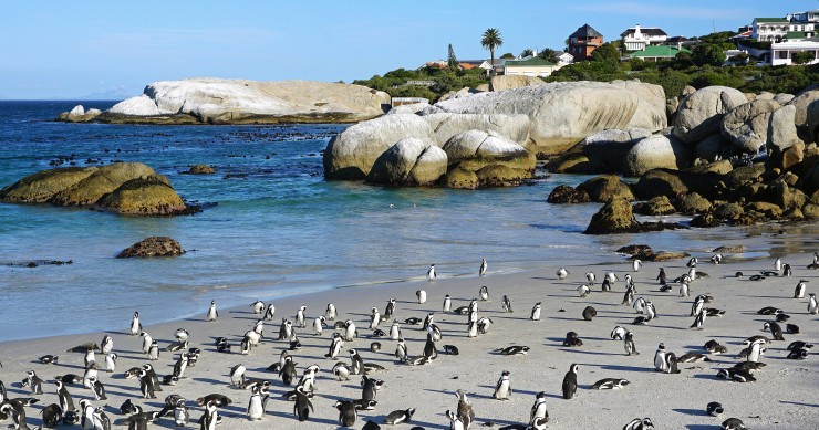 Boulders Beach 