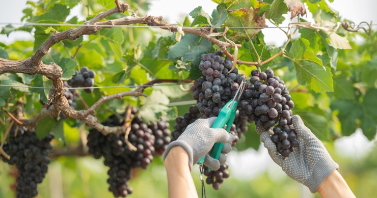 vendemmia