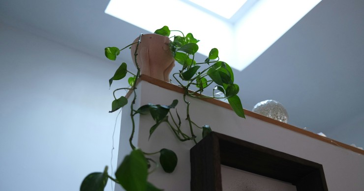 pothos