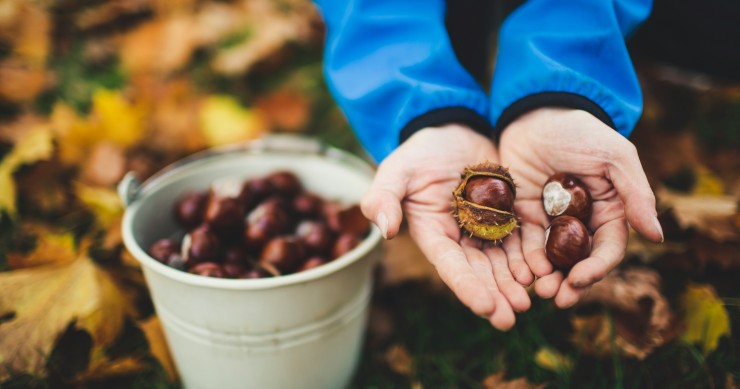 conservare le castagne fresche