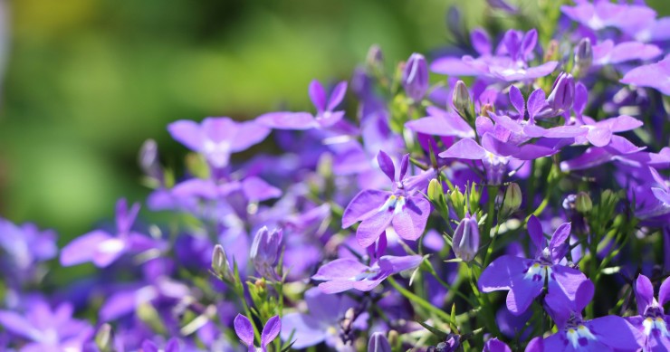 come coltivare la lobelia