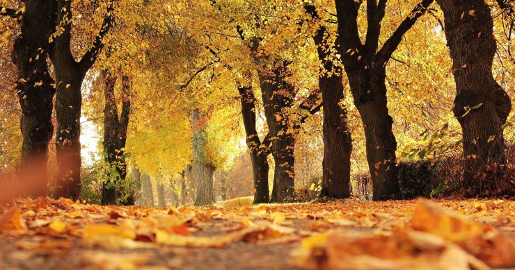 perche le foglie cambiano colore in autunno