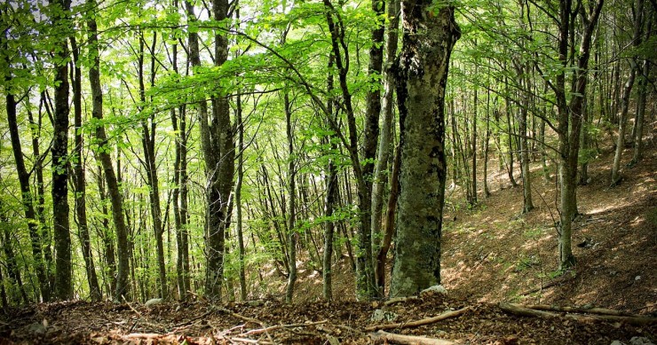 foreste rinate