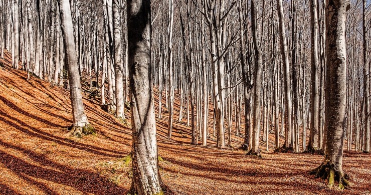 foreste casentinesi