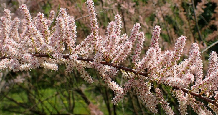 coltivare tamerici