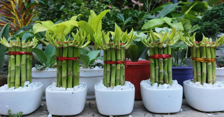 bambu della fortuna