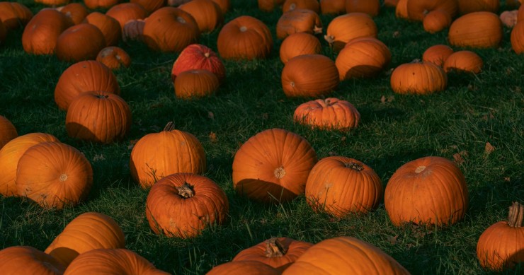 Autunno 2026, caccia alla zucca: 5 pumpkin patch imperdibili