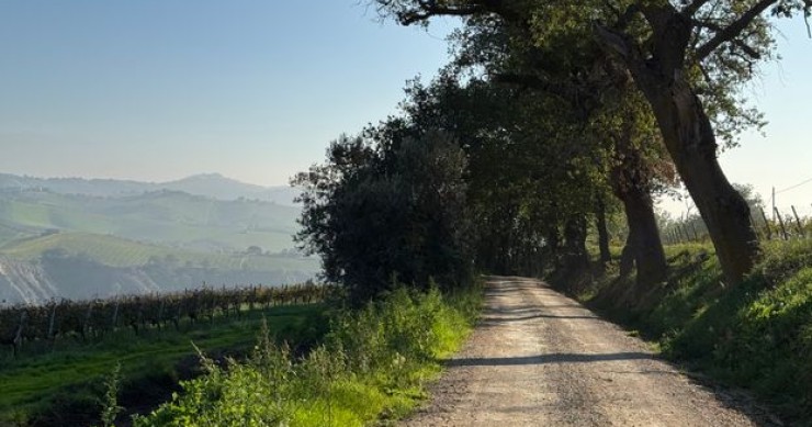 Offida in autunno: il borgo marchigiano tra vigneti e merletti