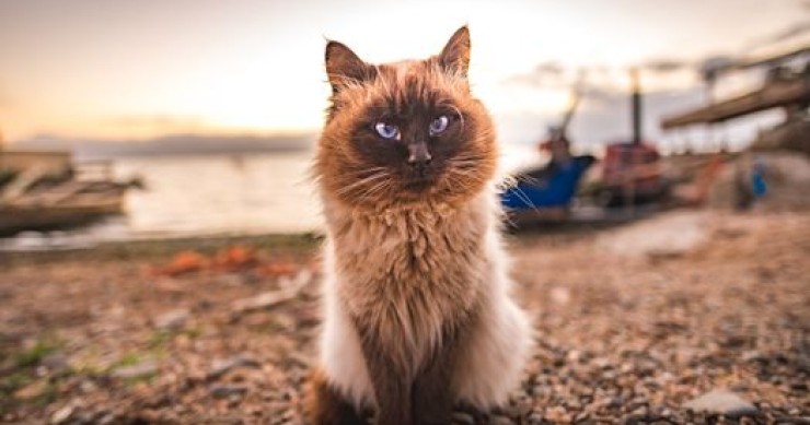 Sardegna, la spiaggia dei gatti: Su Pallosu tra mare e colonia felina