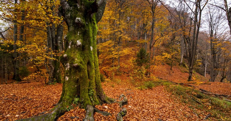 castagneti in italia
