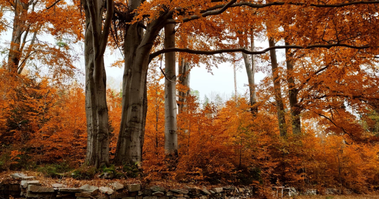 Foliage Molise