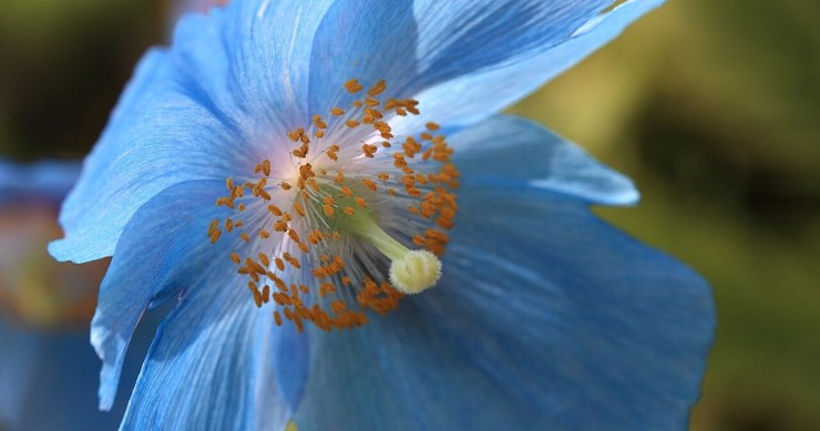 papavero blu dell'himalaya
