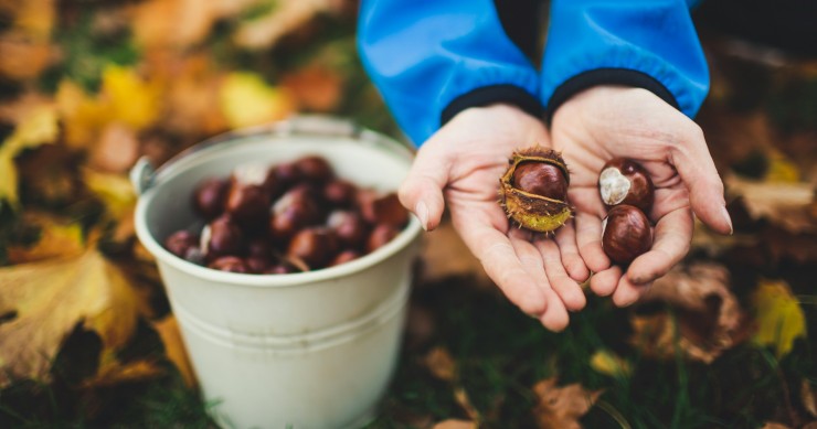 chestnut festivals