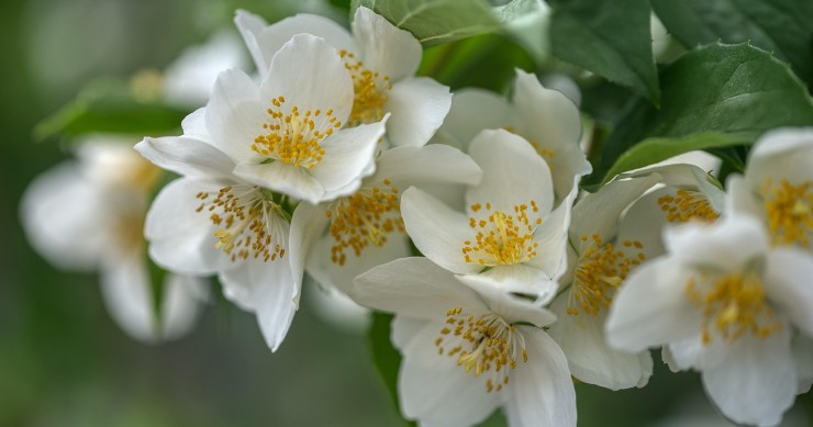 come si coltiva il fiore d'angelo