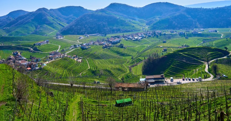 Glera a 50°C? Il Prosecco sceglie la vendemmia notturna