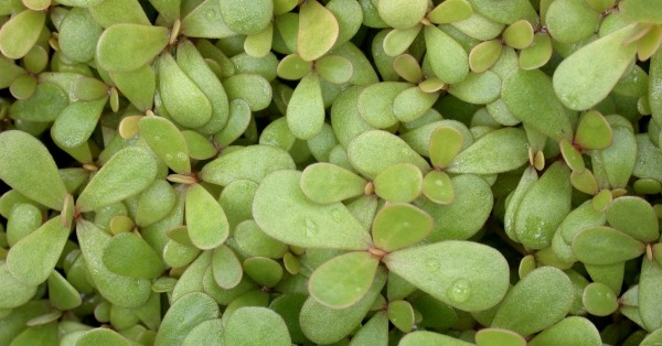 Come curare la portulaca? La pianta perfetta come insalata