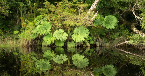 Questa pianta gigante è ideale nel laghetto in giardino: coltiva la Gunnera manicata