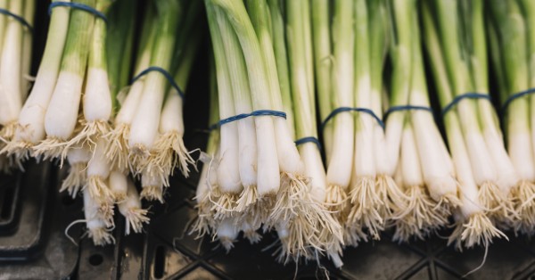 Come coltivare i porri in orto o in casa? Resistono perfettamente al freddo