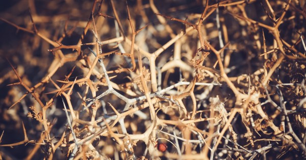 Come eliminare i rovi dal giardino senza sforzo? Usa questo diserbante naturale