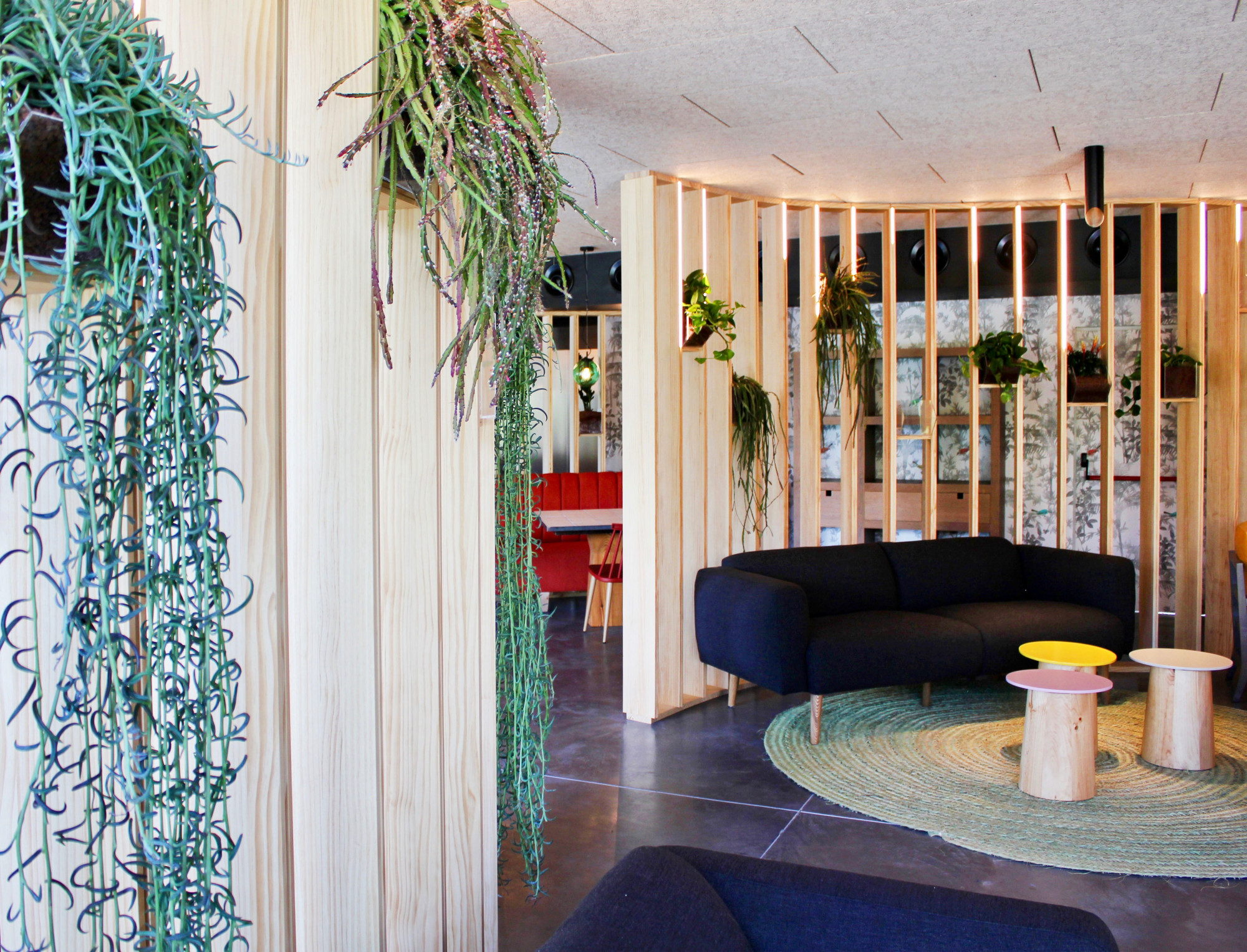 Aloe vera Pianta casa o ufficio Grande Pianta da interni