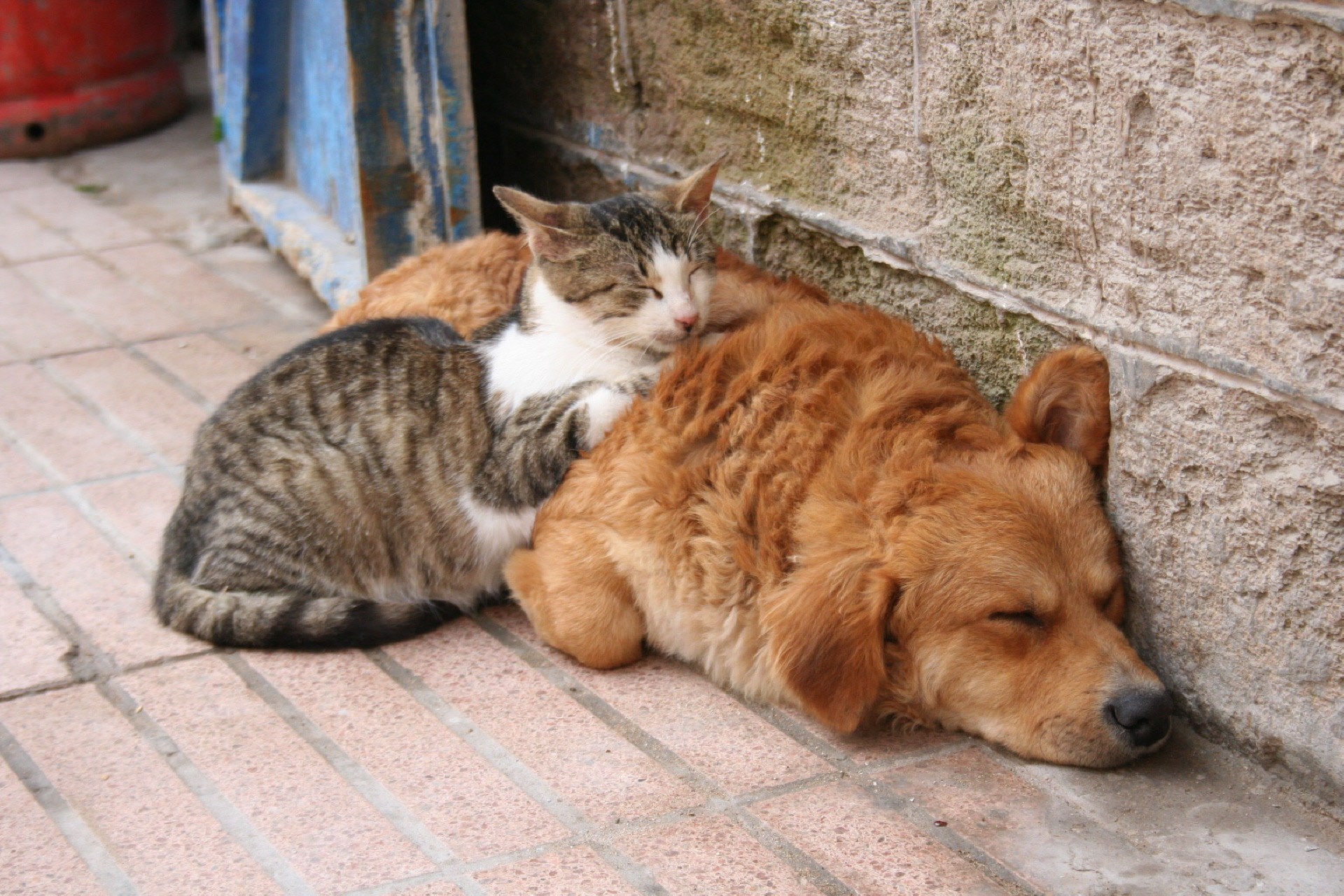SCARICARE SPESE MEDICHE GATTO