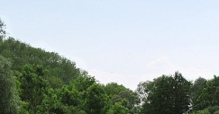 bosque