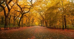 american-elm