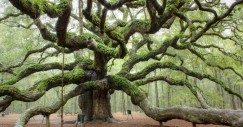 angel-oak