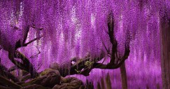 wisteria-tree-ashikaga-flower-park-japan