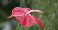 Le piante invernali più facili da tenere in casa