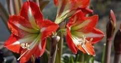 Le piante invernali più facili da tenere in casa