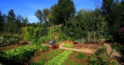 Come creare un orto in casa