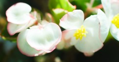 Le piante da tenere sul balcone in primavera